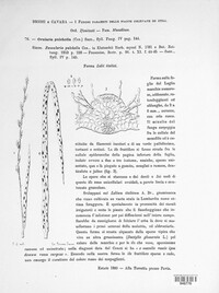 Ovularia pulchella image